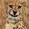 Avatar do usuário